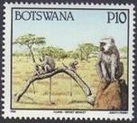 Vervet monkey