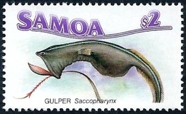 Gulper Eel (Saccopharynx ampullaceus)
