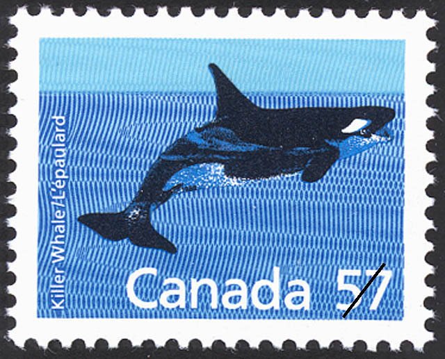 Killer Whale (Orcinus orca)