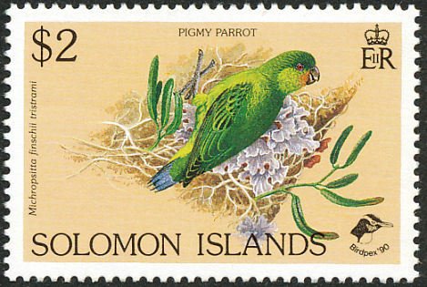 Green Pygmy-parrot (Micropsitta finschii ssp. tristrami)