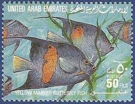 Yellowbar Angelfish (Pomacanthus maculosus)
