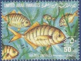 Golden Trevally (Gnathodon speciosus)