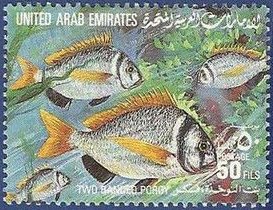 Two-banded Porgy (Acanthopagrus bifasciatus)