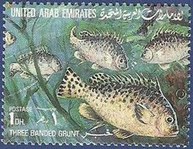 Trout Sweetlips (Plectorhynchus pictus)