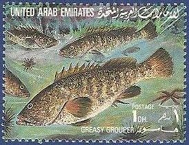 Greasy Grouper (Epinephelus tauvina)