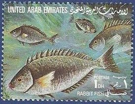 Marbled Spinefoot (Siganus rivulatus)