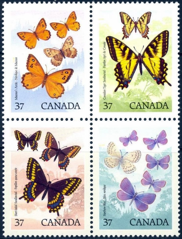 Butterflies