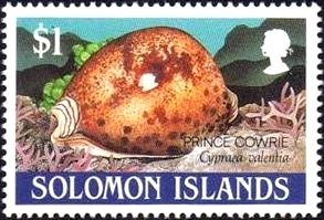 Prince Cowry (Cypraea valentia)