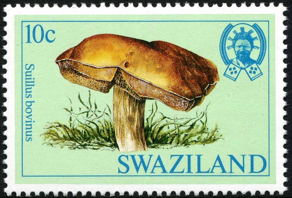 Suillus bovinus