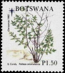 Pellaea calomelanos