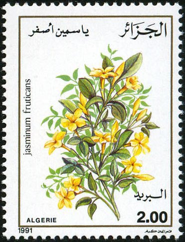 Jasminum frutican