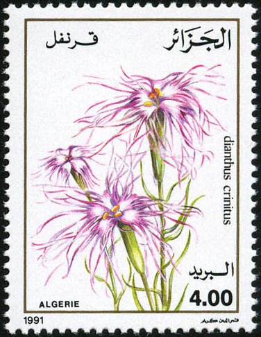 Dianthus crinitus