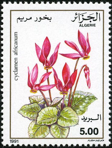 Cyclamen africanum