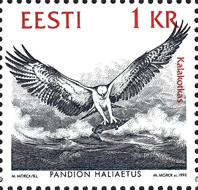 Osprey (Pandion haliaetus)
