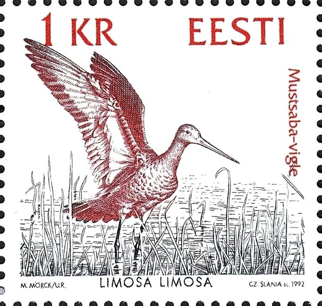 Black-tailed Godwit (Limosa limosa)
