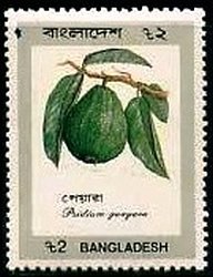 Stamp, Psidium guajava, Bangladesh,  , Fruits
