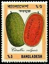 Citrullus vulgaris