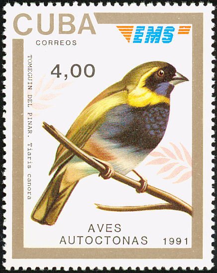 Melodious Grassquit (Tiaris canora)