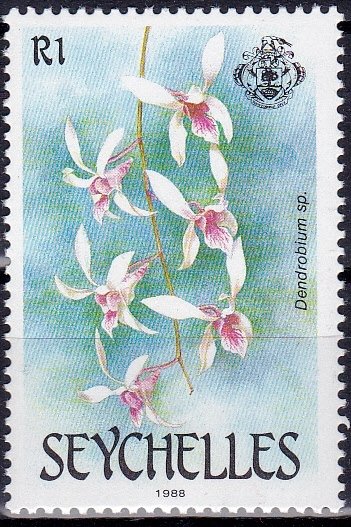 Dendrobium sp.