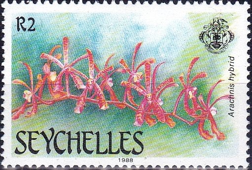 Aranchnis-Hybrid
