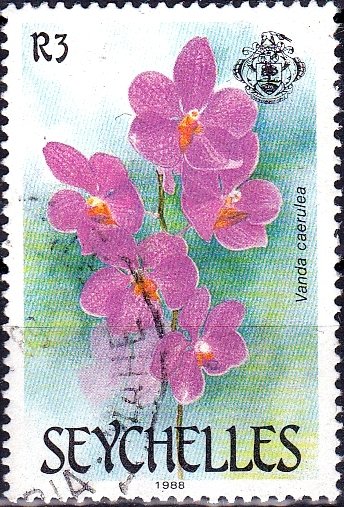 Vanda Caerulea