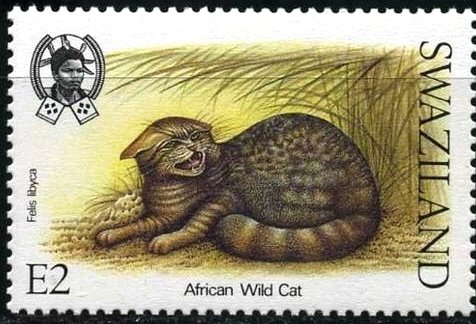 African Wildcat (Felis libyca)