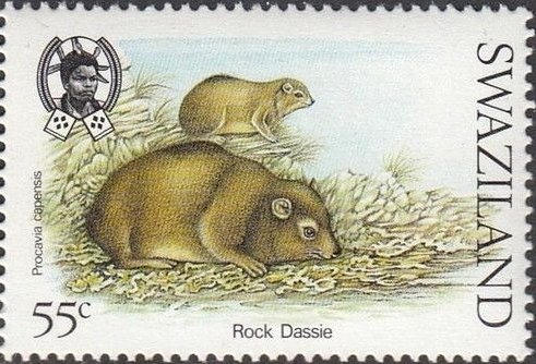 Rock Hyrax (Procavia capensis)
