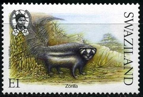 Zorilla (Ictonyx striatus) 