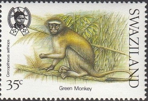 Grivet (Cercopithecus aethiops)
