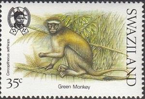 Stamp, Grivet (Cercopithecus aethiops), Swaziland,  , Monkeys