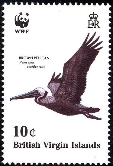 Brown Pelican  (Pelecanus occidentalis) in flight