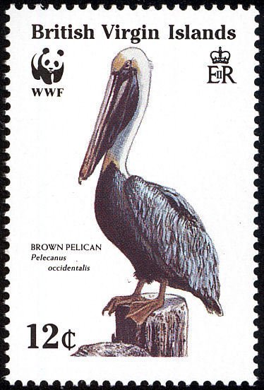 Brown Pelican  (Pelecanus occidentalis) perched