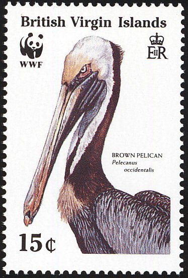 Brown Pelican  (Pelecanus occidentalis) close-up head