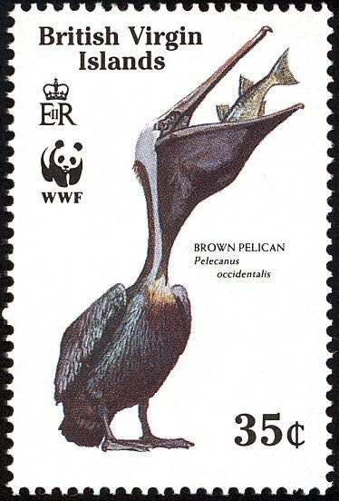 Brown Pelican  (Pelecanus occidentalis) swallowing fish