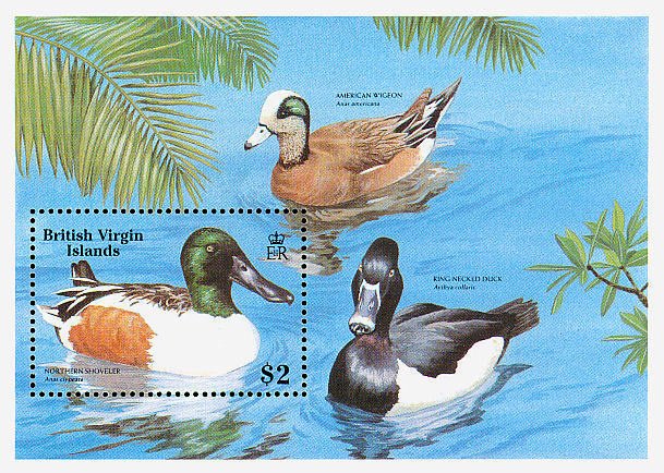 Northern Shoveler   (Anas clypeata)