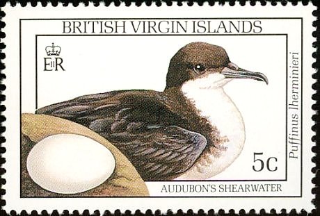Audubon's Shearwater (Puffinus Iherminieri)