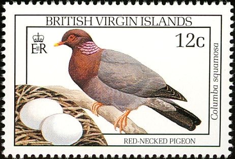 Red-necked pigeon (Columba squamosa)