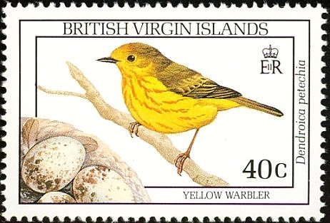 American Yellow Warbler (Dendroica petechia)