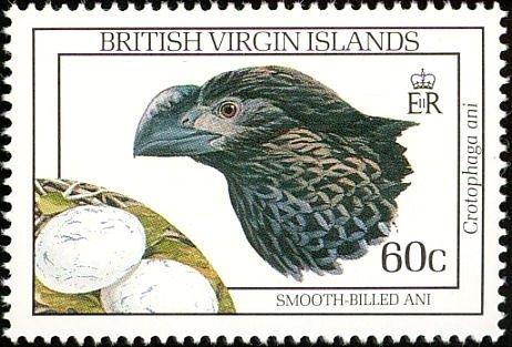 Smooth-billed Ani (Crotophaga ani)