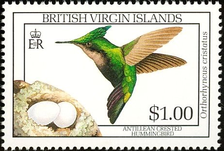 Antillean Crested Hummingbird (Orthorhyncus cristatus)