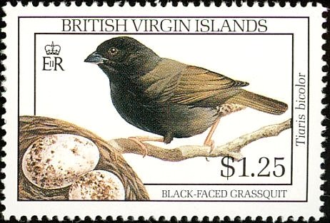 Black-faced Grassquit (Tiaris bicolor)
