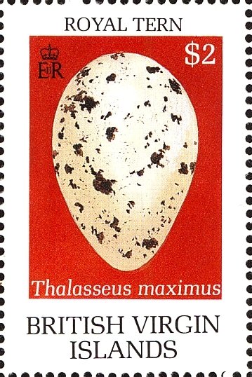 Egg of royal tern (Thalasseus maximus)