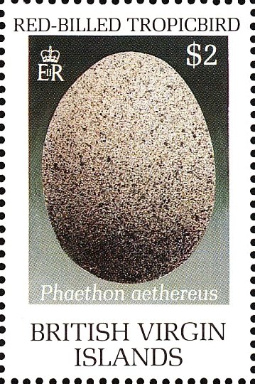 Egg of red-billed tropic-bird (Phaeton aethereus)