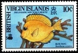 Blue tang (Acanthurus coeruleus)