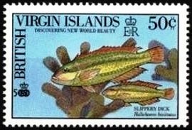 Slippery Dick (Halichoeres bivittatus)