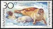 Harp Seal (Pagophilus groenlandicus)