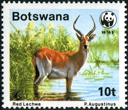 Red Lechwe (Kobus leche leche)