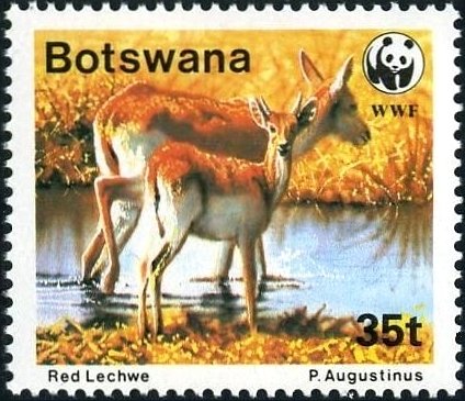 Red Lechwe (Kobus leche leche)