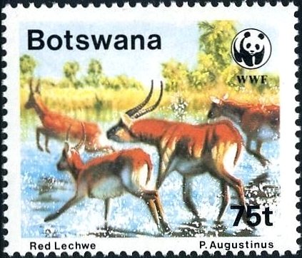 Red Lechwe (Kobus leche leche)