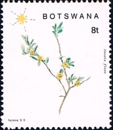 Grewia flava